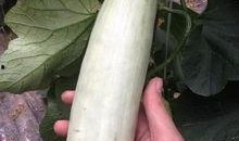 网红吃的瓜叫什么瓜子,揭秘“吃的瓜”瓜子背后的故事